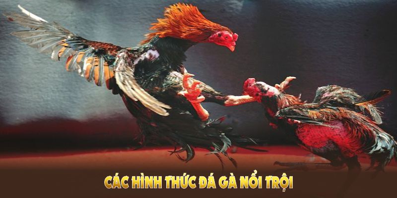 Các hình thức cược chọi gà phổ biến 