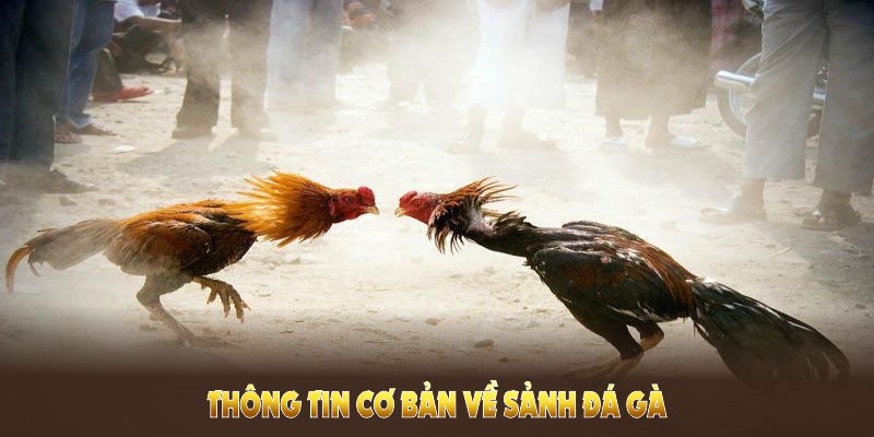 Đá Gà QQ88 được đông đảo người chơi quan tâm