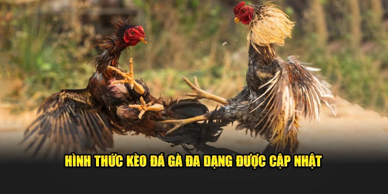 Hình thức kèo đá gà đa dạng được cập nhật tại cổng game