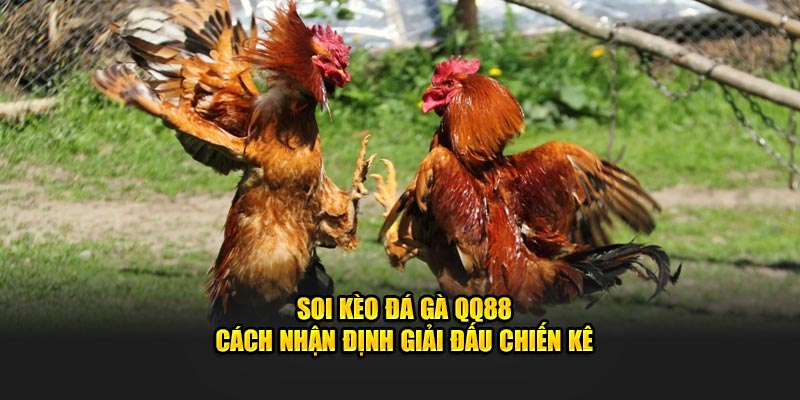 Soi Kèo Đá Gà QQ88 - Cách Nhận Định Giải Đấu Chiến Kê